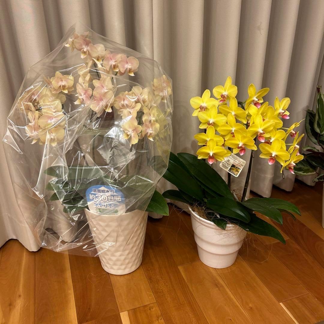 胡蝶蘭苗　胡蝶蘭　ゴールデンマンボ　ナオミゴールド　2鉢価格 胡蝶蘭苗 胡蝶蘭 ゴールデンマンボ ナオミゴールド 2鉢 胡蝶蘭苗 胡蝶蘭